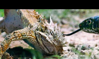 Thằn lằn chiến đấu với rắn để bảo vệ trứng