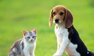 Chó mèo đôi khi cũng ăn thịt chính con của mình 