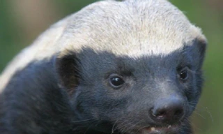 Lửng mật tấn công sư tử, 'vượt ngục' nhiều lần 