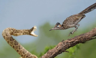 VIDEO: Chẹo đất lớn tấn công, ăn thịt rắn đuôi chuông