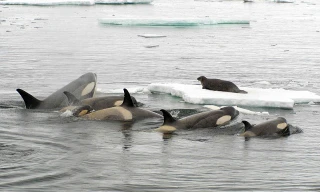 Cá voi sát thủ phá băng, quyết tâm vây bắt hải cẩu 