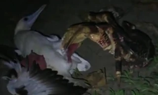 Rùng mình cảnh cua dừa tấn công 'hạ sát' chim biển