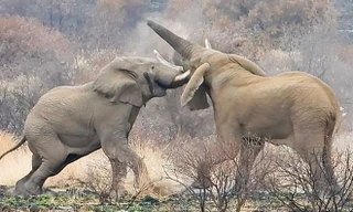 Cuộc chiến của 2 con voi.