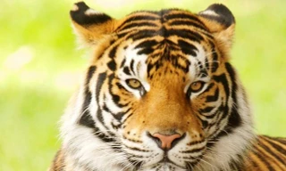 Số lượng hổ ở Ấn Độ tăng vọt trong vòng 5 năm qua