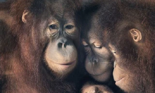 Liệu động vật có cảm xúc giống như con người?