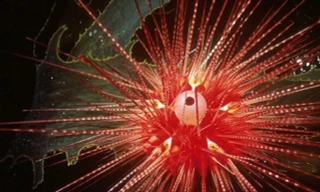 Những loài động vật sống lâu nhất Trái Đất 