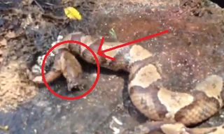 Đầu rắn độc đã đứt lìa vẫn tự cắn chính mình