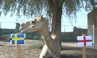 Lạc đà Shaheen dự đoán Thụy Điển sẽ đánh bại Anh.