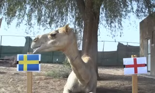 Lạc đà Shaheen dự đoán Thụy Điển sẽ đánh bại Anh.