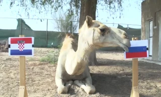 "Tiên tri" lạc đà dự đoán Nga sẽ đánh bại Croatia.