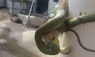 Trận chiến 'bế tắc' giữa rắn cây vàng và tắc kè