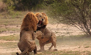 Sư tử ác chiến dữ dội.