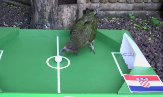 Chú vẹt Newton dự đoán Argentina thua Croatia.