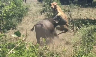 Trâu rừng húc văng sư tử lên không trung.