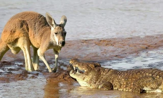 VIDEO: Mai phục tài tình, cá sấu dễ dàng tóm gọn kangaroo