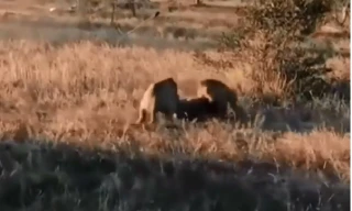 Linh cẩu chết thảm dưới nanh vuốt sư tử 