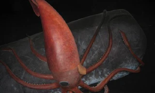 Loài động vật thân mềm to lớn và thông minh nhất biển sâu