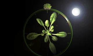 Thực vật điều chỉnh nhịp sinh học như thế nào?
