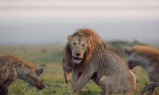 Sư tử đực chiến đấu với đàn linh cẩu