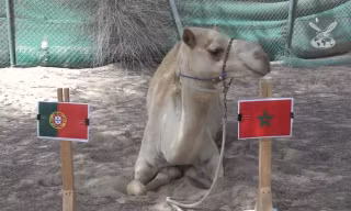 "Tiên tri" lạc đà dự đoán Bồ Đào Nha sẽ thua Morocco.