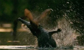 Cá sấu mai phục dưới sông để bắt dơi