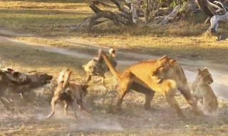 Sư tử cái tử chiến với đàn chó hoang để bảo vệ con