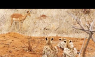 Đang gặm cỏ, linh dương bị tóm gọn bởi ba con báo cheetah