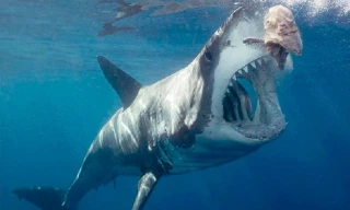 3 loài cá mập 'sát thủ' máu lạnh nhất đại dương 
