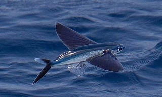 Cá chuồn, loài cá biết bay