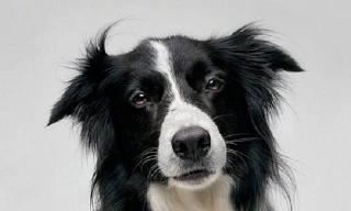 Những giống chó thông minh nhất thế giới (phần 2)