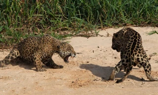 VIDEO: Màn giao đấu giành lãnh thổ của 2 con báo đốm