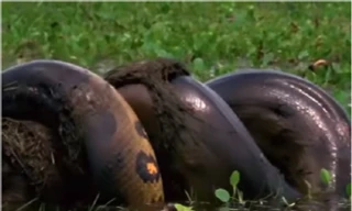 Trăn anaconda khổng lồ nuốt chửng chuột lang