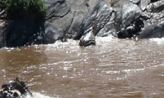 Ngựa vằn bị hà mã tấn công bất ngờ.