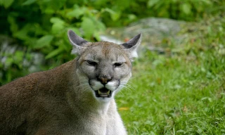 Những điều thú vị về loài báo sư tử