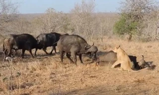 Đàn trâu rừng tới giải cứu đồng loại.