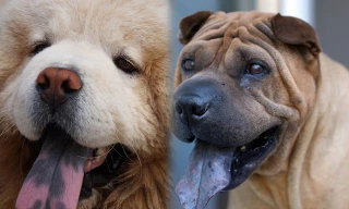 Những sự thật bất ngờ và thú vị về loài chó 