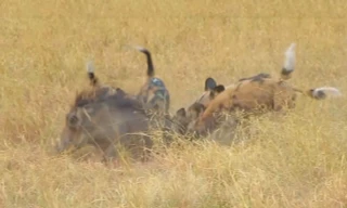 Ghê rợn cảnh đàn chó hoang xé xác lợn rừng