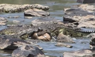 Vượt sông, linh dương con bị cá sấu xé xác