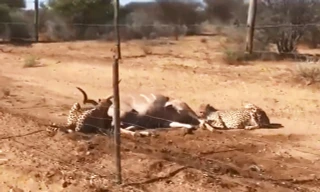 Mặc du khách xua đuổi, báo săn vẫn hợp sức hạ sát linh dương