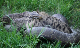 Trăn đá châu Phi nuốt linh cẩu.