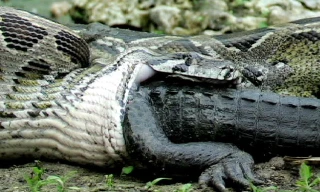 Rùng mình cảnh trăn khổng lồ nuốt chửng cá sấu