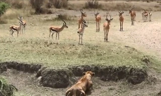 Cất công mai phục, sư tử vẫn ‘ôm hận’ trước đàn linh dương