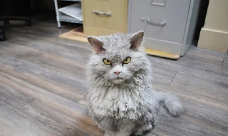 Những chú mèo có gương mặt “biểu cảm” nhất thế giới 