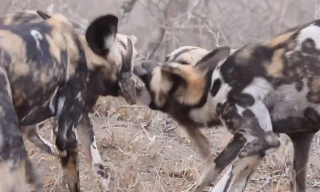 Chó hoang châu Phi 'bao vây' đào hang bắt sống thỏ