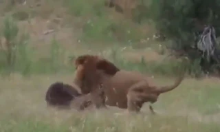 VIDEO: Cuộc chiến ‘sống còn’ giữa gấu với sư tử