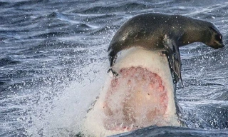 Bầy hải cẩu đối mặt với cá mập trắng đột kích