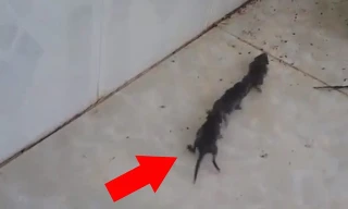 Đàn chuột nối đuôi nhau đi một cách trật tự