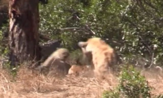 VIDEO: Linh cẩu vô tình giúp linh dương Impala thoát nanh vuốt báo