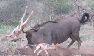 Linh dương đầu bò mẹ húc trúng con non.