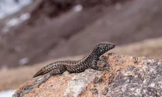 Thằn lằn Liolaemus tacnae.